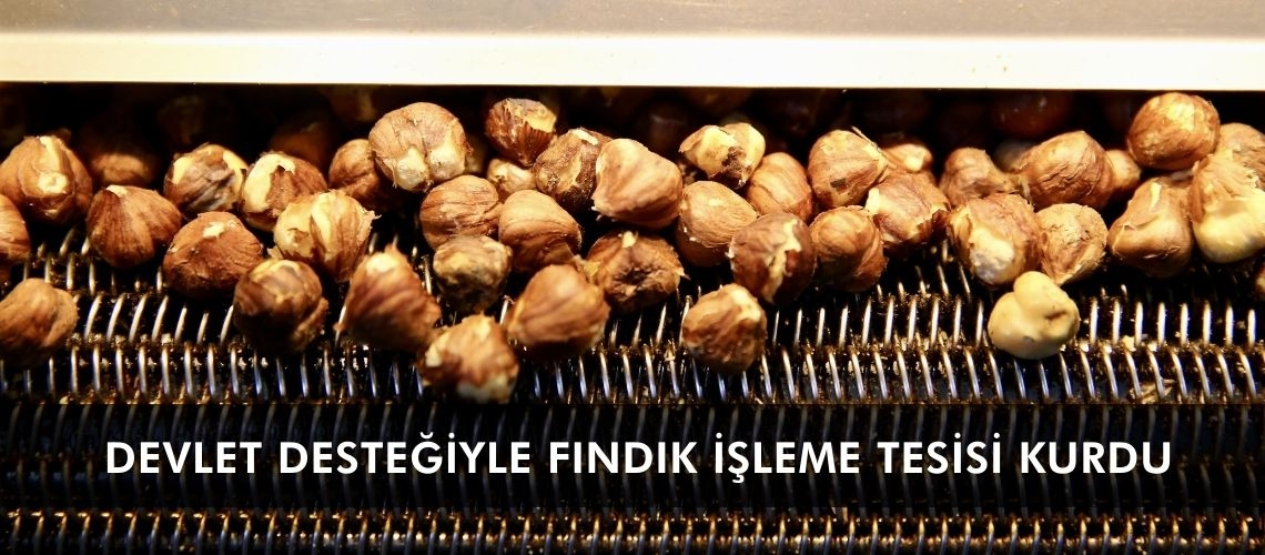 Devlet desteğiyle fındık işleme tesisi kurdu