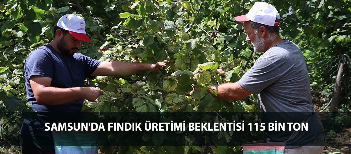 Samsun'da fındık üretimi beklentisi 115 bin ton