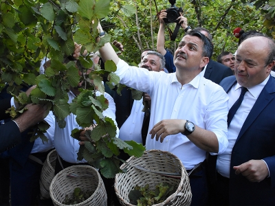 Fındığa görkemli hasat şenliği