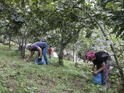 Cumhurbaşkanı Erdoğan fındık alım fiyatını açıkladı