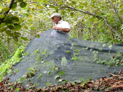 Fındıkta örtü ile toplama maliyeti düşürdü