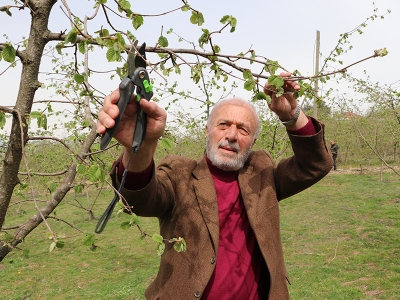 Fındık bahçelerinde iklim çalışması