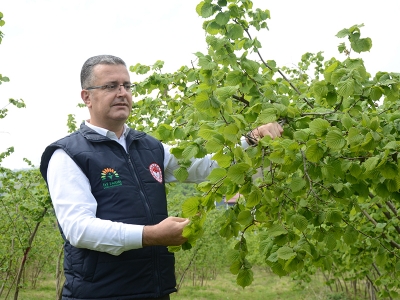 Fındık üreticilerine ‘kozalak akarı’ uyarısı