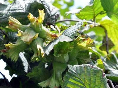 Giresun’da fındık zurufundan pelet üretİlecek