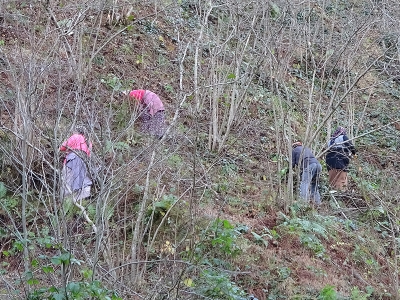 Fındıkta doğru bakım ile verim üç kat artıyor