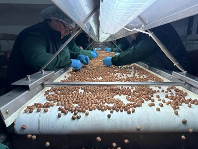 Türkiye'den Almanya'ya 496 milyon dolarlık fındık ihracatı