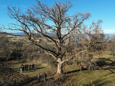 Türk fındığı ağaçları koruma altında