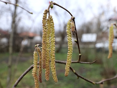 Fındık üreticileri zirai dondan tedirgin