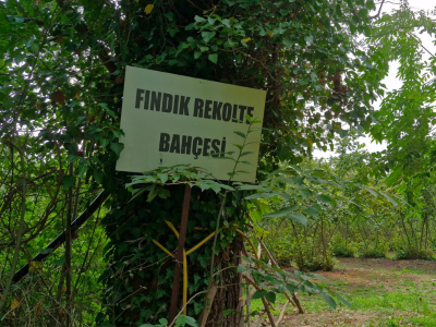 Ekipler fındık rekolte çalışması için bahçelerde