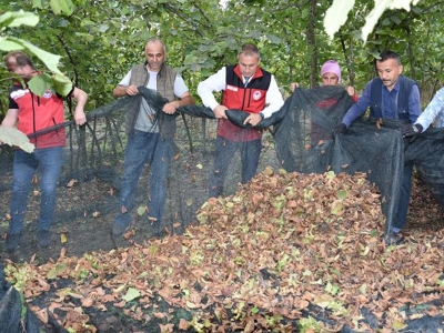 Fındık üreticilerine hasat filesi desteği