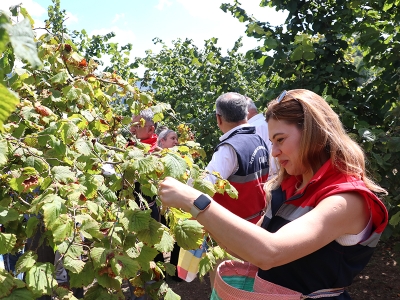 Samsun'da fındık üretimi beklentisi 115 bin ton