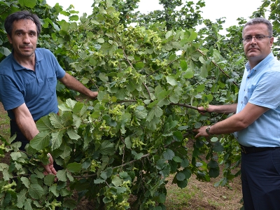 Fındık Yetiştiriciliğinde Örnek Bahçeler