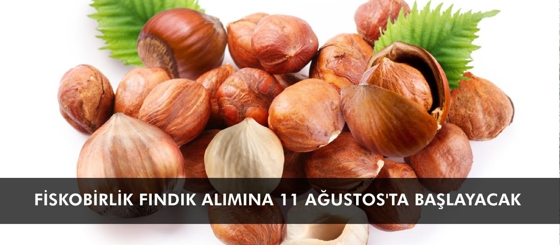 FİSKOBİRLİK fındık alımına 11 Ağustos'ta başlayacak