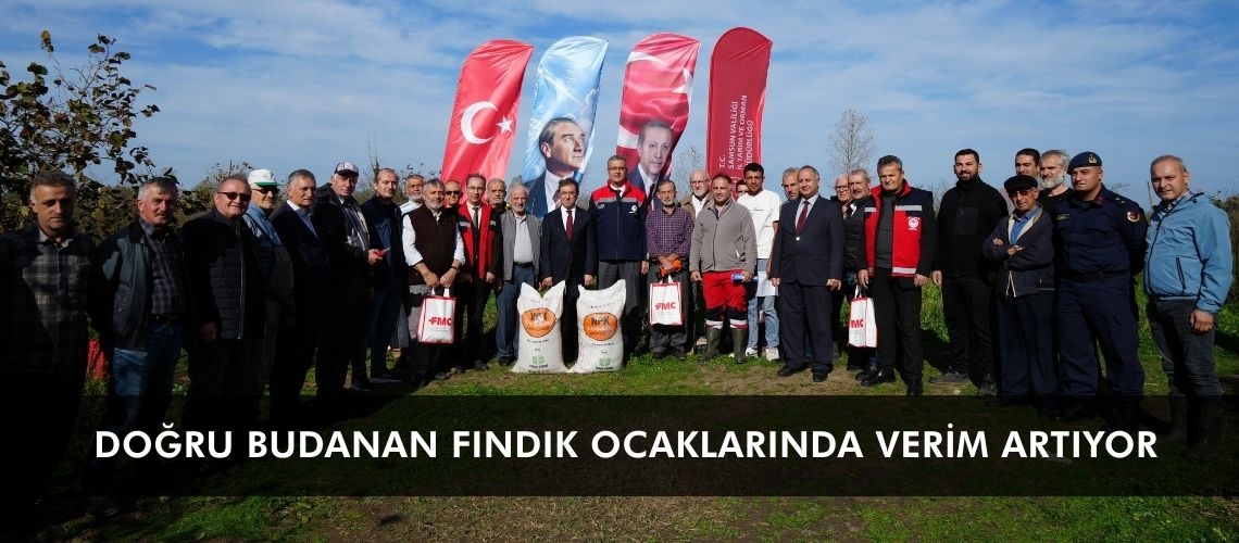 Doğru budanan fındık ocaklarında verim artıyor