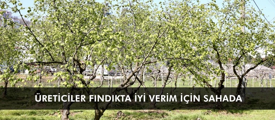 Üreticiler fındıkta iyi verim için sahada
