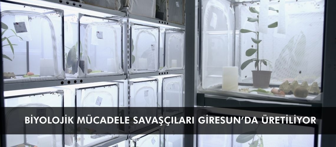 Biyolojik mücadele savaşçıları Giresun’da üretiliyor