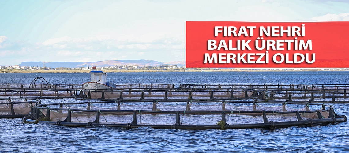 Fırat Nehri balık üretim merkezi oldu