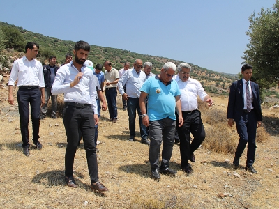 Amanoslar 70 bin fıstık çamı ile yeşillenecek