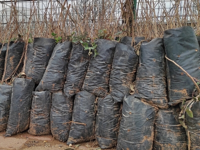 Bereketli topraklar fidanları bekliyor