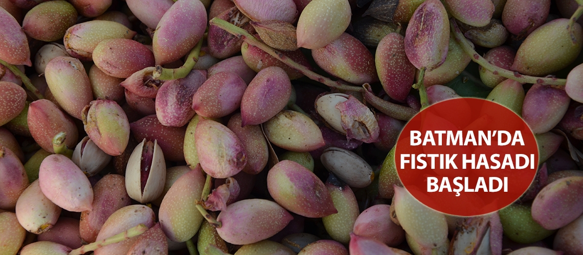 Batman’da fıstık hasadı başladı