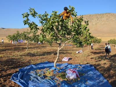 Batman’da fıstık hasadı başladı