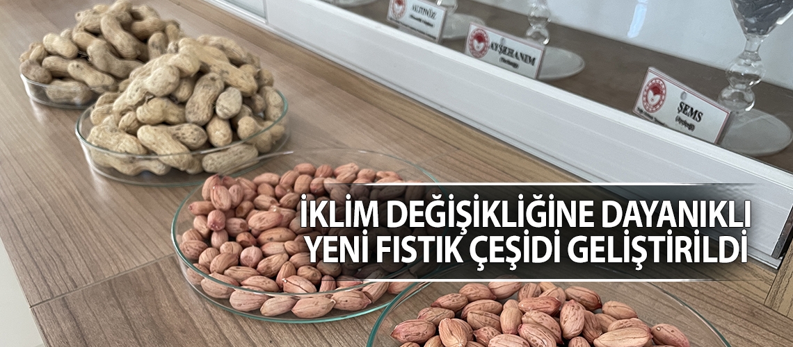 İklim değişikliğine dayanıklı yeni fıstık çeşidi geliştirildi