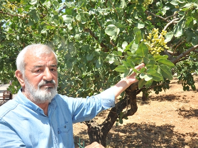 Fıstıkta verim arttı