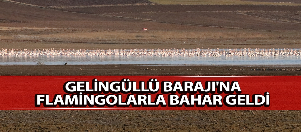Gelingüllü Barajı'na flamingolarla bahar geldi