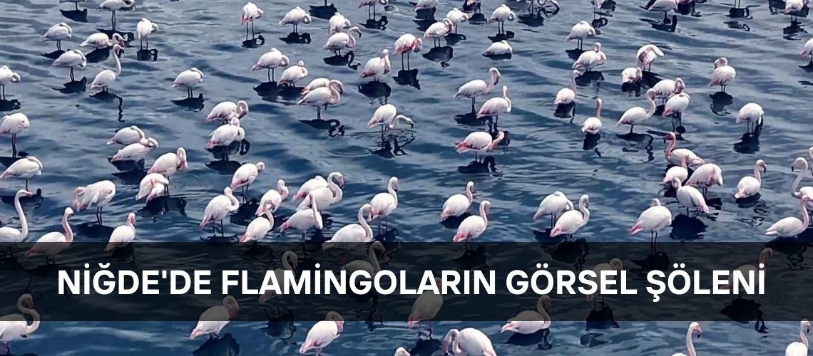 Niğde'de flamingoların görsel şöleni