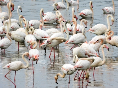 Gelingüllü Barajı'na flamingolarla bahar geldi