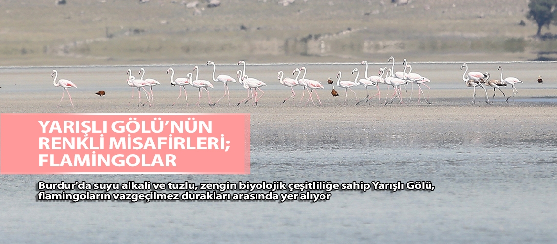 Yarışlı Gölü’nün renkli misafirleri; flamingolar