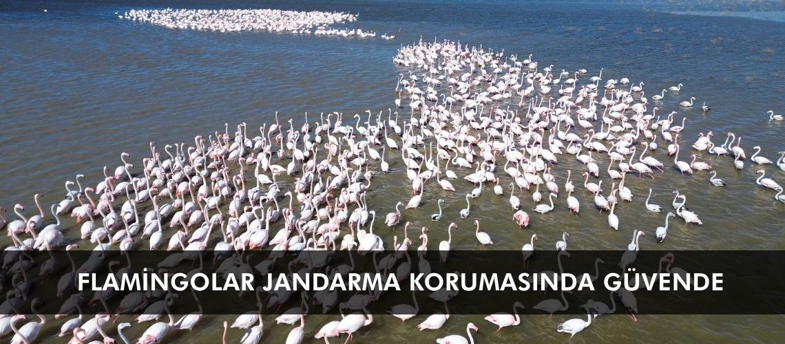 Flamingolar jandarma korumasında güvende