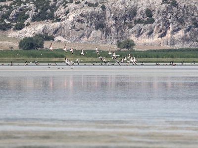 Yarışlı Gölü’nün renkli misafirleri; flamingolar