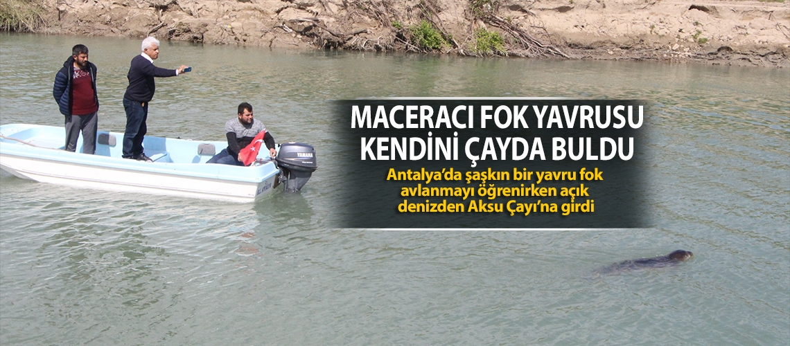 Maceracı fok yavrusu kendini çayda buldu