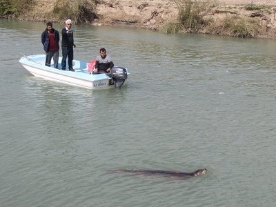 Maceracı fok yavrusu kendini çayda buldu