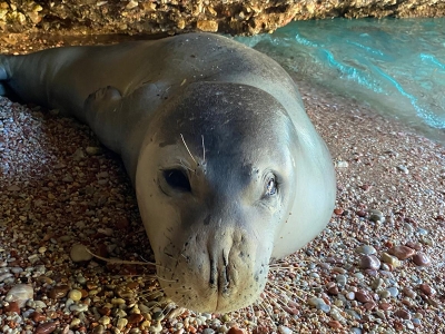 Yorgun fok için güvenlik tedbiri alındı