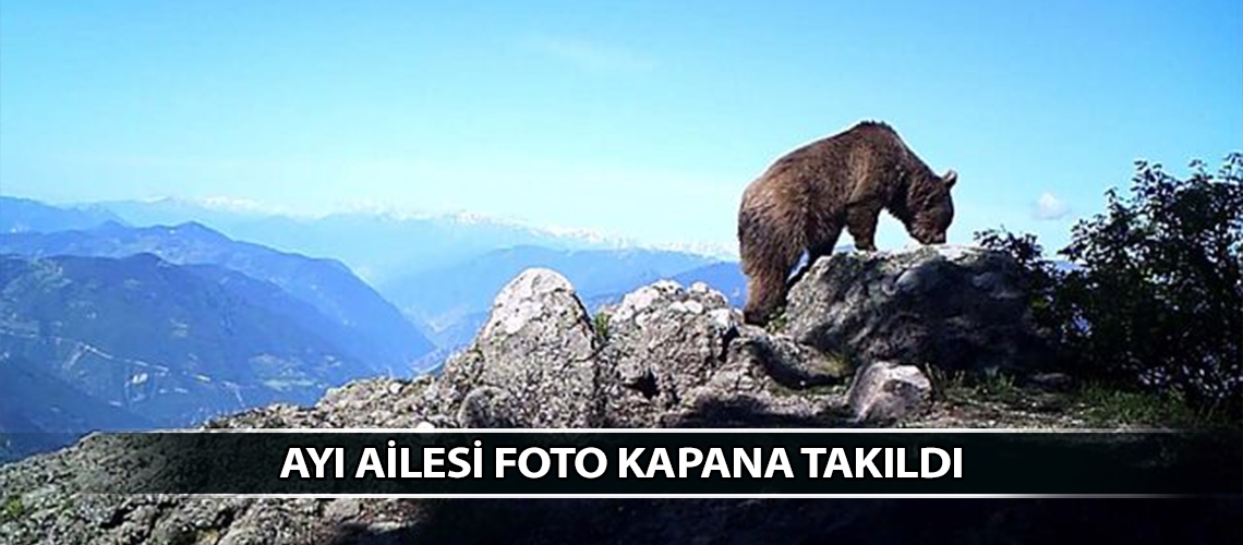 Ayı ailesi foto kapana takıldı