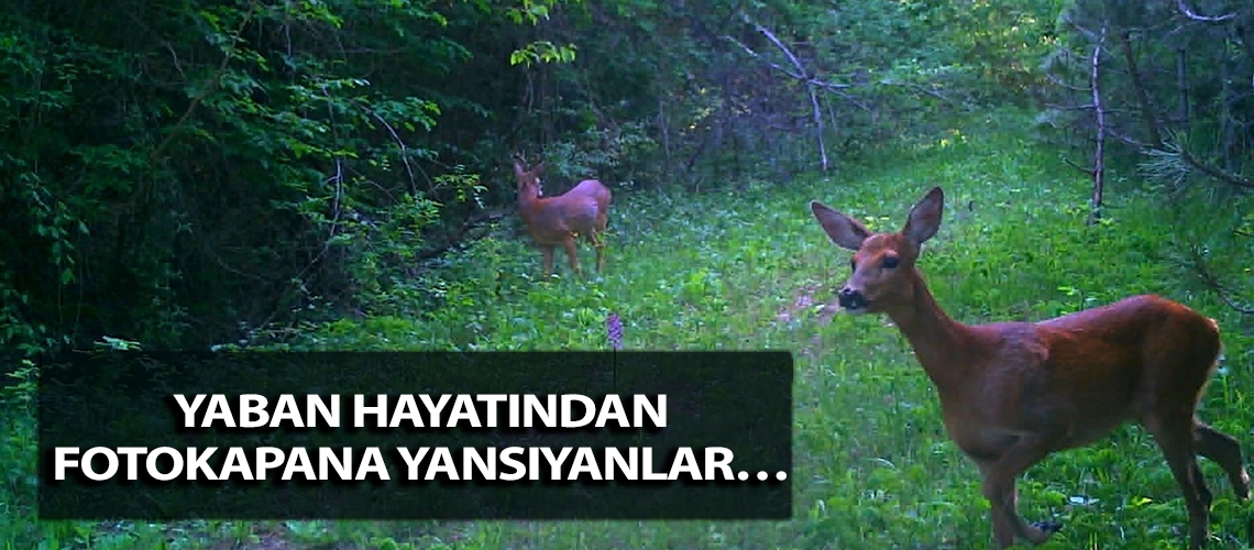 Yaban hayatından fotokapana yansıyanlar…