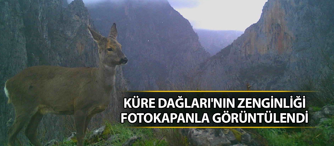 Küre Dağları'nın zenginliği fotokapanla görüntülendi