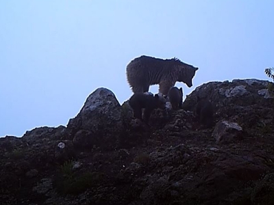 Ayı ailesi foto kapana takıldı