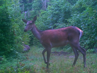 Yaban hayatından fotokapana yansıyanlar…