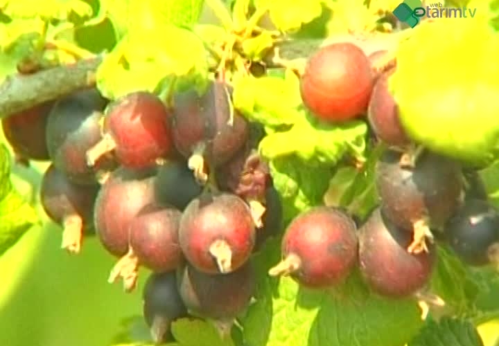 Frenk Üzümü Yetiştiriciliği