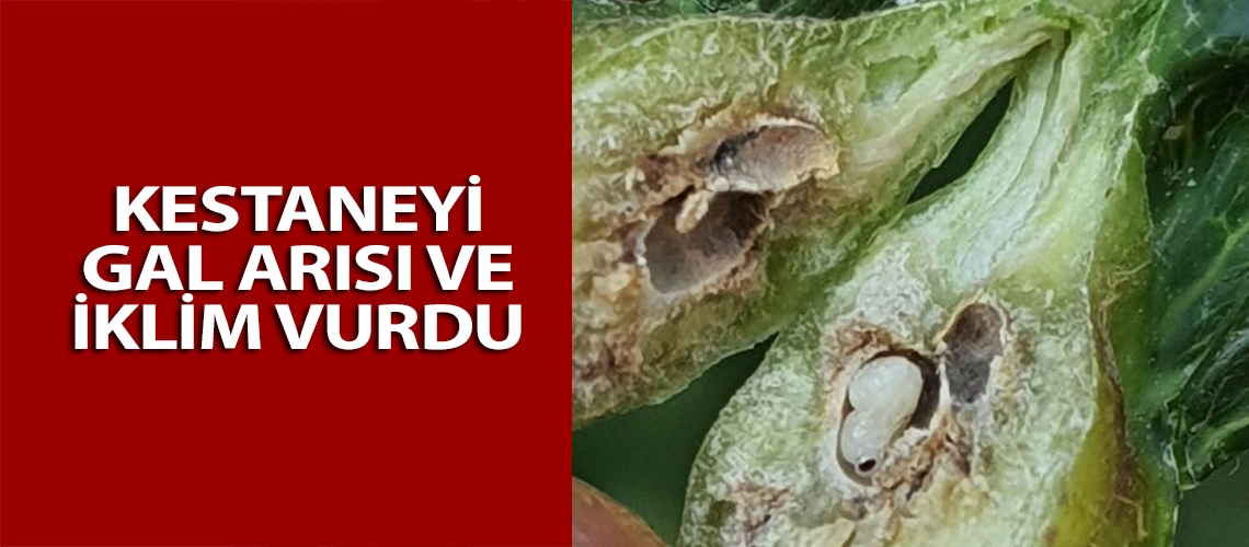 Kestaneyi gal arısı ve iklim vurdu