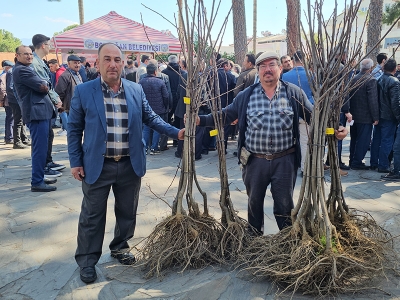 Gal arısına karşı üreticiye kestane fidanı desteği
