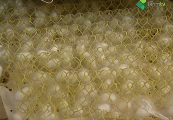 GAP Bölgesinde İpekböceği Yetiştiriciliği