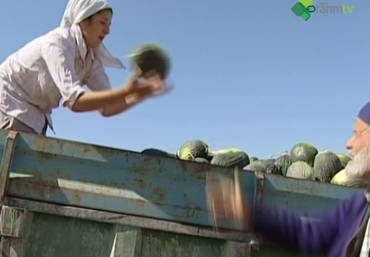 GAP Bölgesinde Örtüaltı Kavun ve Karpuz Yetiştiriciliği