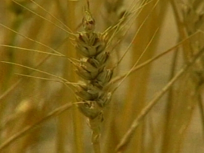 GAP Bölgesinde Buğday Tarımı