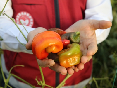 Suruç Ovası GAP’la canlandı