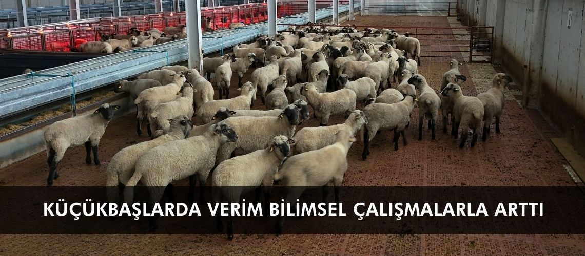 Küçükbaşlarda verim bilimsel çalışmalarla arttı