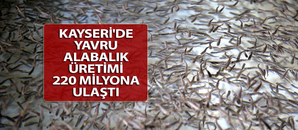 Kayseri'de yavru alabalık üretimi 220 milyona ulaştı